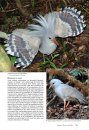 Oiseaux de Nouvelle-Calédonie: Grande Terre, Îles Loyauté et Archipels Éloignés [Birds of New Caledonia: Grande Terre, Loyalty Islands and Remote Archipelagos]