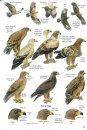 Roberts Bird Guide