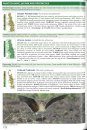 Roberts Bird Guide