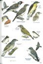 Roberts Bird Guide