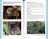 An Introduction to the Butterflies of Cyprus