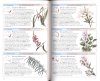 Cronin's Key Guide to Australian Wildflowers