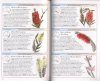 Cronin's Key Guide to Australian Wildflowers