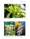 Orchids of Arunachal Pradesh