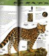 Felinos de Sudamérica: Manuales de Campo [Felines of South America: Field Guide]
