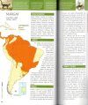 Felinos de Sudamérica: Manuales de Campo [Felines of South America: Field Guide]