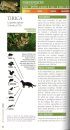 Felinos de Sudamérica: Manuales de Campo [Felines of South America: Field Guide]