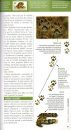 Felinos de Sudamérica: Manuales de Campo [Felines of South America: Field Guide]