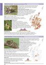The Larger Moths of Scotland