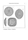 Beginners Guide to Freshwater Diatoms