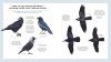 RSPB Bird Tales