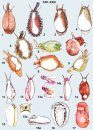 Gasteropodi Vivi: 600 Specie del Mediterraneo [Live Gastropods: 600 Mediterranean Species]