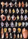 Gasteropodi Vivi: 600 Specie del Mediterraneo [Live Gastropods: 600 Mediterranean Species]