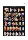 Gasteropodi Vivi: 600 Specie del Mediterraneo [Live Gastropods: 600 Mediterranean Species]
