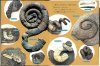 Ishi no Naka no Uzumaki Anmonaito [The Ammonite: The Swirl in a Stone]