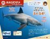 Hajimete no Same Zukan [My First Shark Picture Book]