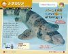 Hajimete no Same Zukan [My First Shark Picture Book]