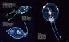 The Most Beautiful Photographs of Drifting Larvae [Japanese]