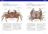 Crabs of Koajiro: All Illustrated [Japanese]