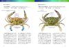 Crabs of Koajiro: All Illustrated [Japanese]