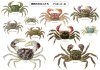 Crabs of Koajiro: All Illustrated [Japanese]