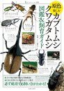 Rudo Zukan Genshoku De Tanoshimu Kabutomushi Kuwagatamushi Zukan & Shiiku Gaido [Colour Guide to Beetles and Stag Beetles]