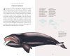 The Little Book of Whales