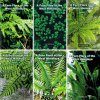 A Fern Flora of the West Himalaya (6-Volume Set)