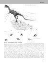 The Princeton Field Guide to Predatory Dinosaurs