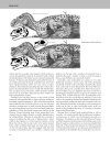The Princeton Field Guide to Predatory Dinosaurs