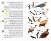 Aves de España [Birds of Spain]