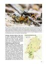 Die Wegwespen Hessens: Vorkommen, Ökologie, Bestandssituation [The Spider Wasps of Hesse: Occurrence, Ecology, Distribution]