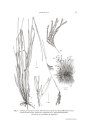 Flora del Paraguay, Volume 51: Gramineae IV