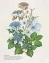 A Step-by-Step Guide to Botanical Drawing & Painting