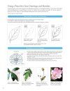A Step-by-Step Guide to Botanical Drawing & Painting