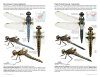 Dragonflies of North America