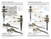 Dragonflies of North America