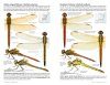 Dragonflies of North America