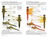 Dragonflies of North America