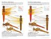 Dragonflies of North America