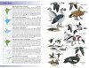 Birds of the Indian Subcontinent