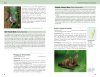 Field Guide to Mammals of Madagascar