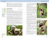 Field Guide to Mammals of Madagascar