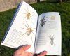 Pocket Guide to British Spiders