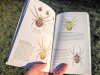 Pocket Guide to British Spiders