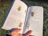 Pocket Guide to British Spiders