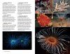 Marine Life of the North Sea and English Channel