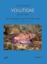 The Volutidae Collection of Patrice Bail / La Collection de Volutidae de Patrice Bail