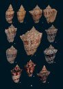 The Volutidae Collection of Patrice Bail / La Collection de Volutidae de Patrice Bail