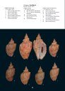 The Volutidae Collection of Patrice Bail / La Collection de Volutidae de Patrice Bail